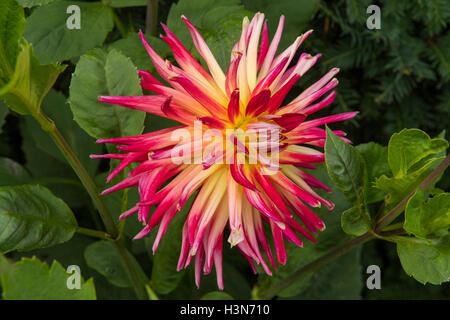 Dahlie "Bora Bora" Stockfoto
