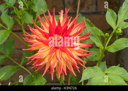 Dahlie 'Tahoma Moonshot' Stockfoto