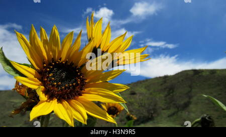 California wild Sonnenblumen deutete auf den Himmel und die Sonne mit grünen Hügel im Hintergrund Stockfoto