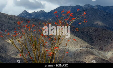 Ocotillo Blüte mit roten Blüten vor dunklen Wüste Bergkulisse mit Wolken Stockfoto
