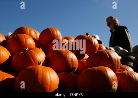 Slindon, in der Nähe von Arundel, West Sussex, UK. 10. Oktober 2016. Besucher anzeigen: Kürbisse, Sqaushes und Kürbisse im Sale, an einem sonnigen Herbstmorgen am Slindon Kürbis-Festival in Slindon, in der Nähe von Arundel, West Sussex, UK, Montag, 10. Oktober 2016.  Das Festival bietet ein Riesen Bild gemacht von mehr als 500 Kürbisse, die Darstellung einer Szene von Bienen und Blumen um Geld für die Sussex Wildlife Trust. Bildnachweis: Luke MacGregor/Alamy Live-Nachrichten Stockfoto