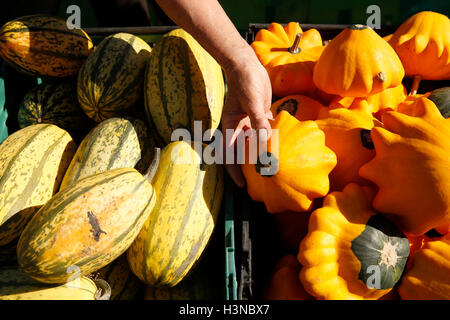 Slindon, in der Nähe von Arundel, West Sussex, UK. 10. Oktober 2016. Besucher anzeigen: Kürbisse, Sqaushes und Kürbisse im Sale, an einem sonnigen Herbstmorgen am Slindon Kürbis-Festival in Slindon, in der Nähe von Arundel, West Sussex, UK, Montag, 10. Oktober 2016.  Das Festival bietet ein Riesen Bild gemacht von mehr als 500 Kürbisse, die Darstellung einer Szene von Bienen und Blumen um Geld für die Sussex Wildlife Trust. Bildnachweis: Luke MacGregor/Alamy Live-Nachrichten Stockfoto
