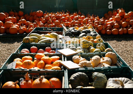 Slindon, in der Nähe von Arundel, West Sussex, UK. 10. Oktober 2016. Hunderte von Kürbissen, Sqaushes und Kürbisse auf den Verkauf, an einem sonnigen Herbstmorgen, das Slindon Kürbis-Festival in Slindon, in der Nähe von Arundel, West Sussex, UK, Montag, 10. Oktober 2016.  Das Festival bietet ein Riesen Bild gemacht von mehr als 500 Kürbisse, die Darstellung einer Szene von Bienen und Blumen um Geld für die Sussex Wildlife Trust. Bildnachweis: Luke MacGregor/Alamy Live-Nachrichten Stockfoto