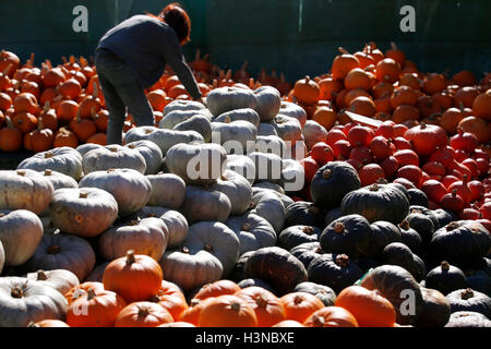 Slindon, in der Nähe von Arundel, West Sussex, UK. 10. Oktober 2016. Hunderte von Kürbissen, Sqaushes und Kürbisse auf den Verkauf, an einem sonnigen Herbstmorgen, das Slindon Kürbis-Festival in Slindon, in der Nähe von Arundel, West Sussex, UK, Montag, 10. Oktober 2016.  Das Festival bietet ein Riesen Bild gemacht von mehr als 500 Kürbisse, die Darstellung einer Szene von Bienen und Blumen um Geld für die Sussex Wildlife Trust. Bildnachweis: Luke MacGregor/Alamy Live-Nachrichten Stockfoto