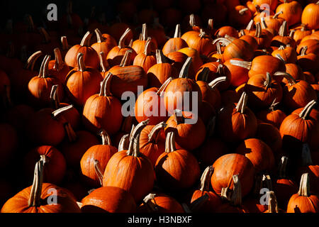 Slindon, in der Nähe von Arundel, West Sussex, UK. 10. Oktober 2016. Hunderte von Kürbissen, Sqaushes und Kürbisse auf den Verkauf, an einem sonnigen Herbstmorgen, das Slindon Kürbis-Festival in Slindon, in der Nähe von Arundel, West Sussex, UK, Montag, 10. Oktober 2016.  Das Festival bietet ein Riesen Bild gemacht von mehr als 500 Kürbisse, die Darstellung einer Szene von Bienen und Blumen um Geld für die Sussex Wildlife Trust. Bildnachweis: Luke MacGregor/Alamy Live-Nachrichten Stockfoto