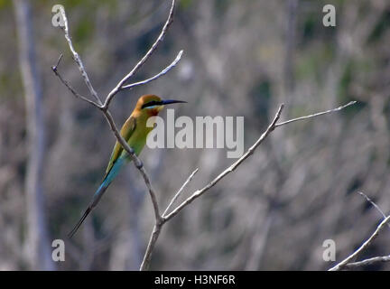 Bintan, Riau-Inseln, Indonesien. 11. Oktober 2016. BINTAN, Indonesien - Oktober 11: Die blau-tailed Bienenfresser (Merops Philippinus) gesehen am Dompak Wald am 11. Oktober 2016 in Bintan, Indonesien. Der blau-tailed Bienenfresser brütet in Südost-Asien. Es ist stark wandernden gesehen saisonal in weiten Teilen der Halbinsel India.This Arten, wie andere Bienenfresser ist ein farbenprächtige, schlanker Vogel. Es ist überwiegend grün; sein Gesicht hat eine schmale blaue Fleck mit einem blauen Auge-Streifen und eine gelbe und braune Kehle; die Rute ist blau und der Schnabel ist schwarz. Sie erreicht eine Länge von 23'' "26 cm, inkl. t Stockfoto