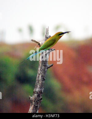 Bintan, Riau-Inseln, Indonesien. 11. Oktober 2016. BINTAN, Indonesien - Oktober 11: Die blau-tailed Bienenfresser (Merops Philippinus) gesehen am Dompak Wald am 11. Oktober 2016 in Bintan, Indonesien. Der blau-tailed Bienenfresser brütet in Südost-Asien. Es ist stark wandernden gesehen saisonal in weiten Teilen der Halbinsel India.This Arten, wie andere Bienenfresser ist ein farbenprächtige, schlanker Vogel. Es ist überwiegend grün; sein Gesicht hat eine schmale blaue Fleck mit einem blauen Auge-Streifen und eine gelbe und braune Kehle; die Rute ist blau und der Schnabel ist schwarz. Sie erreicht eine Länge von 23'' "26 cm, inkl. t Stockfoto