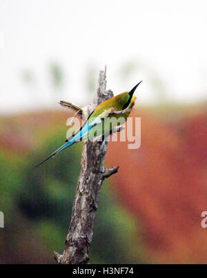 Bintan, Riau-Inseln, Indonesien. 11. Oktober 2016. BINTAN, Indonesien - Oktober 11: Die blau-tailed Bienenfresser (Merops Philippinus) gesehen am Dompak Wald am 11. Oktober 2016 in Bintan, Indonesien. Der blau-tailed Bienenfresser brütet in Südost-Asien. Es ist stark wandernden gesehen saisonal in weiten Teilen der Halbinsel India.This Arten, wie andere Bienenfresser ist ein farbenprächtige, schlanker Vogel. Es ist überwiegend grün; sein Gesicht hat eine schmale blaue Fleck mit einem blauen Auge-Streifen und eine gelbe und braune Kehle; die Rute ist blau und der Schnabel ist schwarz. Sie erreicht eine Länge von 23'' "26 cm, inkl. t Stockfoto