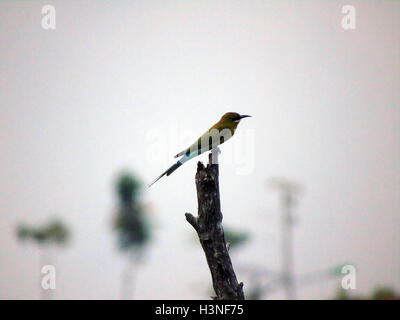 Bintan, Riau-Inseln, Indonesien. 11. Oktober 2016. BINTAN, Indonesien - Oktober 11: Die blau-tailed Bienenfresser (Merops Philippinus) gesehen am Dompak Wald am 11. Oktober 2016 in Bintan, Indonesien. Der blau-tailed Bienenfresser brütet in Südost-Asien. Es ist stark wandernden gesehen saisonal in weiten Teilen der Halbinsel India.This Arten, wie andere Bienenfresser ist ein farbenprächtige, schlanker Vogel. Es ist überwiegend grün; sein Gesicht hat eine schmale blaue Fleck mit einem blauen Auge-Streifen und eine gelbe und braune Kehle; die Rute ist blau und der Schnabel ist schwarz. Sie erreicht eine Länge von 23'' "26 cm, inkl. t Stockfoto