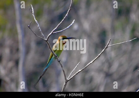 Bintan, Indonesien. 11. Oktober 2016. Die blau-tailed Bienenfresser (Merops Philippinus) gesehen am Dompak Wald am 11. Oktober 2016 in Bintan, Indonesien. Der blau-tailed Bienenfresser brütet in Südost-Asien. Es ist stark wandernden, saisonal in weiten Teilen der Halbinsel Indien gesehen. Diese Art, wie andere Bienenfresser ist eine farbenprächtige, schlanker Vogel. Es ist überwiegend grün; sein Gesicht hat eine schmale blaue Fleck mit einem blauen Auge-Streifen und eine gelbe und braune Kehle; die Rute ist blau und der Schnabel ist schwarz. Bildnachweis: Yuli Seperi/Alamy Live-Nachrichten Stockfoto