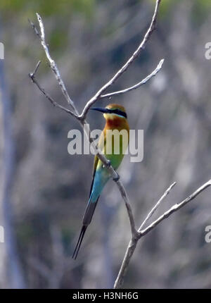 Bintan, Indonesien. 11. Oktober 2016. Die blau-tailed Bienenfresser (Merops Philippinus) gesehen am Dompak Wald am 11. Oktober 2016 in Bintan, Indonesien. Der blau-tailed Bienenfresser brütet in Südost-Asien. Es ist stark wandernden, saisonal in weiten Teilen der Halbinsel Indien gesehen. Diese Art, wie andere Bienenfresser ist eine farbenprächtige, schlanker Vogel. Es ist überwiegend grün; sein Gesicht hat eine schmale blaue Fleck mit einem blauen Auge-Streifen und eine gelbe und braune Kehle; die Rute ist blau und der Schnabel ist schwarz. Bildnachweis: Yuli Seperi/Alamy Live-Nachrichten Stockfoto