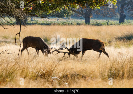 Rotwild sticht Geweih während der Auszeit im Richmond Park, London, Großbritannien Stockfoto