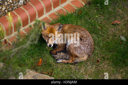 Wimbledon, London, UK. 11. Oktober 2016. Junger Rotfuchs ruht auf dem Rasen des suburbanen London Garten, genießen die Wärme der Herbstsonne, Blick direkt in die Kamera. Bildnachweis: Malcolm Park Wildlife Bilder/Alamy Live News Stockfoto