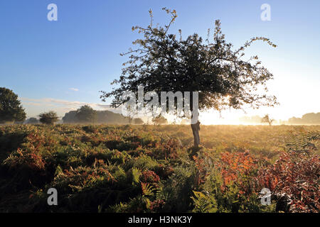 Bushy Park, London, UK. 11. Oktober 2016. Nach kühlen Nachttemperaturen begann der Tag mit der Sonne durch den Nebel am Bushy Park, London, UK. Bildnachweis: Julia Gavin UK/Alamy Live-Nachrichten Stockfoto