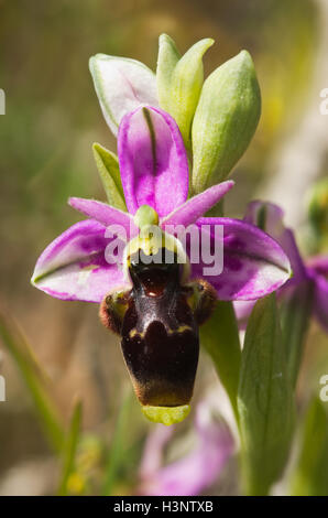 Wilde Woodcock Orchidee Blume Detail (Ophrys Picta aka Ophrys Scolopax). Gefleckte Kelchblätter. Arrabida-Berge, Portugal. Stockfoto