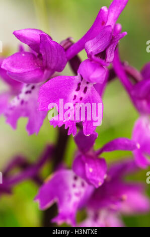 Frühe lila Orchidee blüht – Orchis mascula Stockfoto