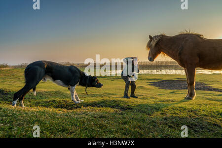 Mann die Bilder eines Pferdes während ein Hund sieht auf Hemla Farm, South Coast, Island Stockfoto