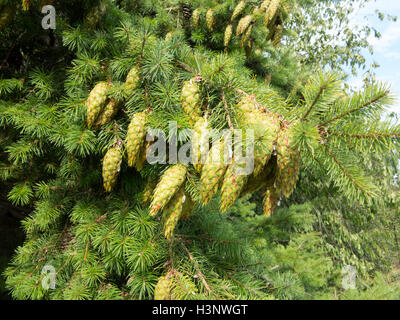 Junge grüne Tannenzapfen tropft Sap am Ende eines Zweiges. Stockfoto