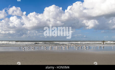 Herde von Möwen in der Inter-Gezeiten-Region auf dem feuchten Sand an einem tropischen Strand mit dem brechen der Wellen und weißen Cumulus c stehend Stockfoto