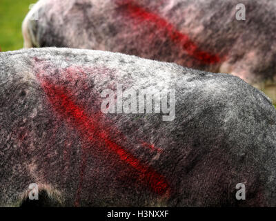 Detail von zwei Herdwick Schafe geschoren, mit leuchtend roten diagonalen Farbstoff Kennzeichnung über Flanken im grünen Feld Wasdale Cumbria England Stockfoto