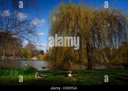 Enten am St. James Park, London. Stockfoto