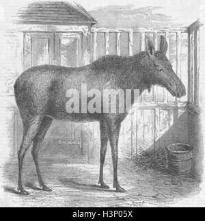 Tiere Elche, Elche, Hirsche, Royal Zoo 1858. Illustriert von Zeiten Stockfoto