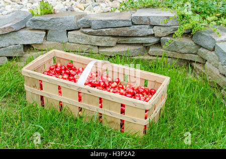 Frisch gepflückt Bio Kirschen in Kiste auf Rasen Stockfoto