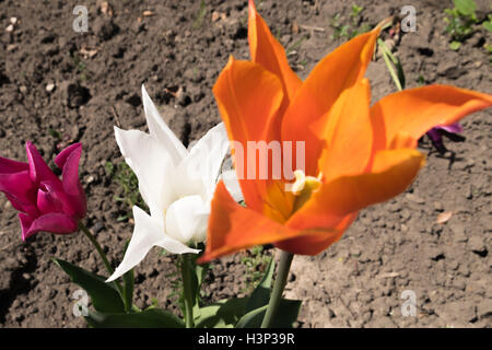 drei bunte Tulpen im Beamish Museum Stockfoto