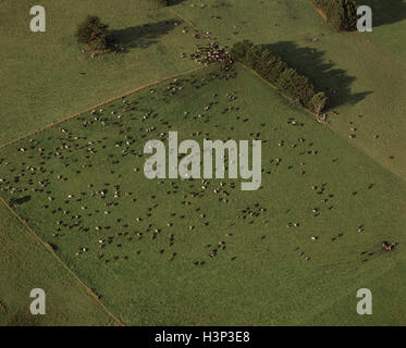 Luftaufnahme von Ackerland mit weidenden Milchkühen. Stockfoto