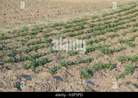 Das Bett junge Triebe von Kartoffeln. Kartoffeln im Garten anbauen. Kartoffel-Bett im Garten. Stockfoto