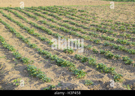Das Bett junge Triebe von Kartoffeln. Kartoffeln im Garten anbauen. Kartoffel-Bett im Garten. Stockfoto