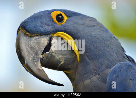 Hyazinth-Ara (Anodorhynchus Hyacinthinus), oder sieht Ara ist eine blaue Papagei native in Südamerika-Amazonas-Dschungel. Stockfoto