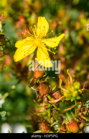 Hypericum Perforatum, Perforieren Johanniskraut Stockfoto