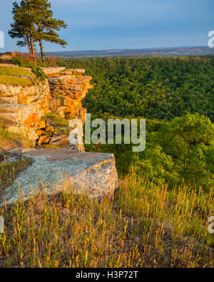 Petit Jean Staatspark, AR: Sonnenuntergang Licht auf Flechten bedeckt Sandstein-Klippen von Cedar Creek Canyon Overlook auf Red Bluff Laufwerk Stockfoto