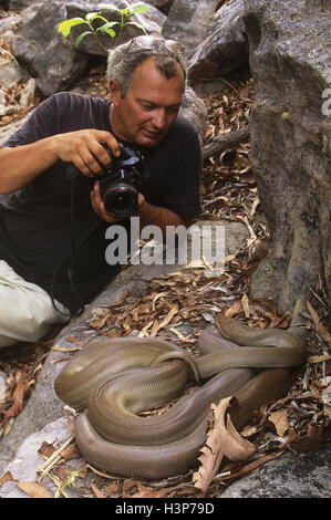 Olive python (Liasis Olivaceus) Stockfoto