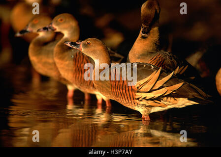 Gefiederte Pfeifen-Ente (Dendrocygna Eytoni) Stockfoto