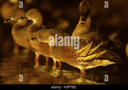 Gefiederte Pfeifen-Ente (Dendrocygna Eytoni) Stockfoto