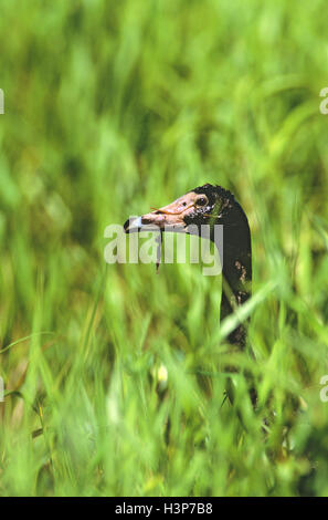 Elster Gans (Anseranas Semipalmata) Stockfoto