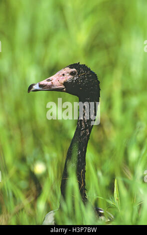 Elster Gans (Anseranas Semipalmata) Stockfoto