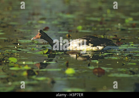 Elster Gans (Anseranas Semipalmata) Stockfoto