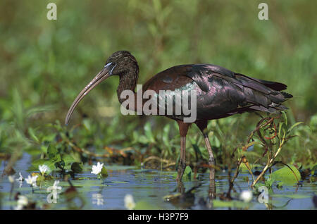 Sichler (Plegadis Falcinellus) Stockfoto