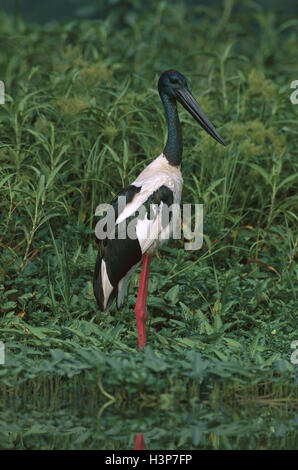 Schwarz-necked Storch (Nahrung Asiaticus) Stockfoto