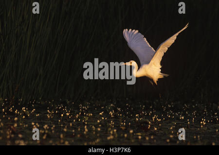 Fortgeschrittene Silberreiher (Mesophoyx Intermedia) Stockfoto