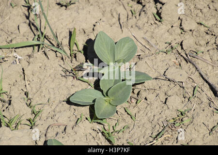 Die jungen Triebe der Bohnen. Bohnen im Garten wachsen. Stockfoto