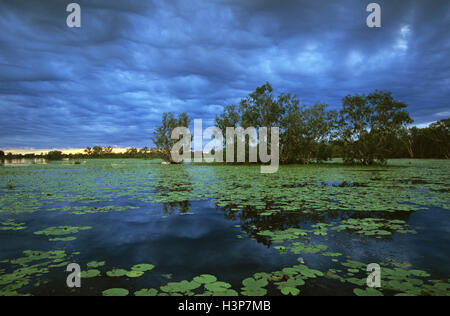Gelbes Wasser leichte Sumpf (Melaleuca spp.) Stockfoto