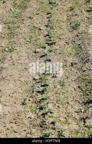 Die jungen Triebe der Bohnen. Bohnen im Garten wachsen. Stockfoto