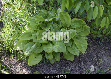 Breite Krempe Hosta (Wegerich Lilie) Stockfoto
