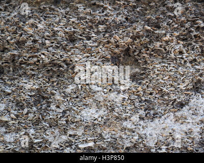 Detailansicht von Coquina, ein Sedimentgestein der besteht aus Muscheln, Korallen und Wirbellosen.     Verwendet als Baustein in F Stockfoto