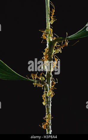 Grüner Baum Ameise (Oecophylla Smaragdina) Stockfoto