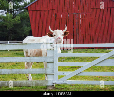 Unsere, Kentucky: Ein Stier sieht über den Zaun in den Frühling-Weiden der Shaker Village of Pleasant Hill Stockfoto